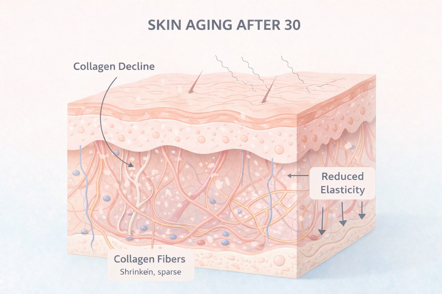 Skin aging process illustration showing collagen decline